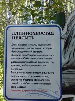 ДЛИННОХВОСТАЯ НЕЯСЫТЬ